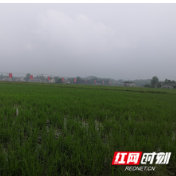 桃江马迹塘：田间地头又见“春”千亩高标准农田初见成效