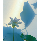 资兴：秋日莲花别样红