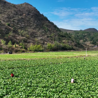 宜章县：蔬菜基地冬收忙