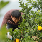 宜章：脐橙产业赋能乡村振兴