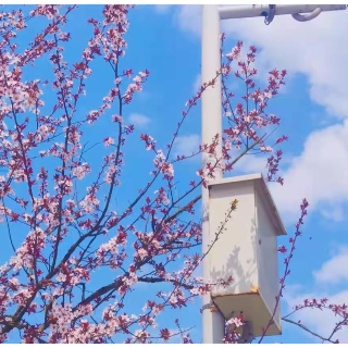 醉美湘幼——桃花烟雨湘南，姹紫嫣红幼专