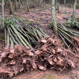 宜章县黄沙镇：苗木种植振兴乡村经济