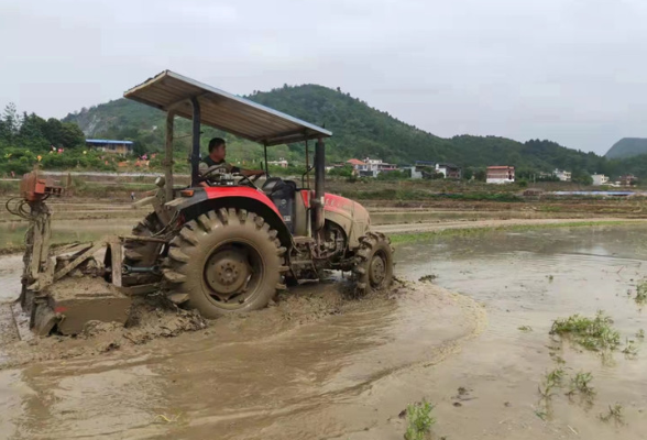 宜章县团结村：种粮大户忙抛秧