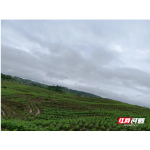 安仁县牌楼乡：党建红+藤茶绿 茶叶香飘致富路