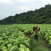 组图｜桂阳县雷坪镇：“黄金叶”采摘正当时