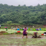 临武：撂荒“加速度”复绿“遍地金”