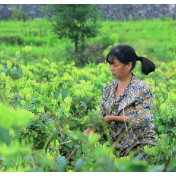 临武万水：千亩金银花进入采摘期