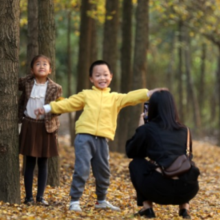 资兴：初冬银杏美 景色醉游人