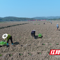 永兴：抢抓时节促进度 烤烟地里移栽忙