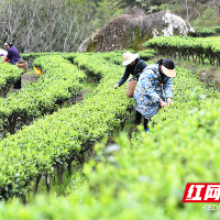 宜章莽山第一波春茶开采