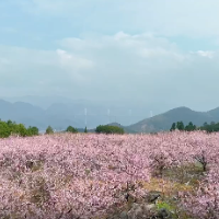 宜章县赤石乡：“石”里桃花醉游人