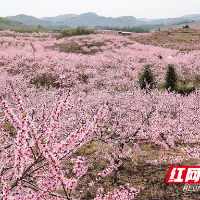 临武县：桃花开 认购热 助推果农销售