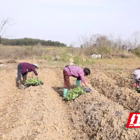 嘉禾县珠泉镇：栽下 “黄金叶”  铺就致富路