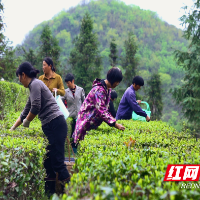 临武：阳春三月 采春茶