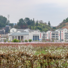 组图 | 共赴一场沙洲铺满鲜花的春天