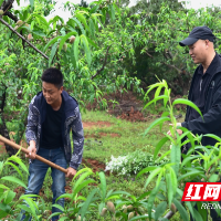 临武县农业农村局：紧抓农时 多措并举推进化肥减量增效