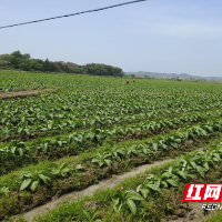 永兴县鲤鱼塘镇：烤烟长势喜人