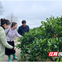农业气象联盟，守护橘香满园
