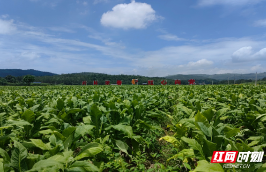 永兴县高亭司镇：烤烟丰收季 烟农赶“烤”忙