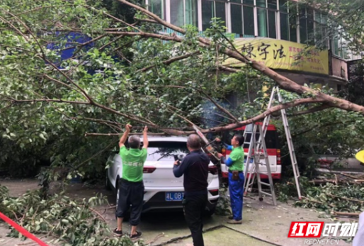 北湖区燕泉街道：修剪小区树枝 “剪”除居民烦恼