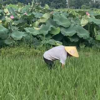 稻花香里话振兴，看昔日省级贫困村如何“蝶变”