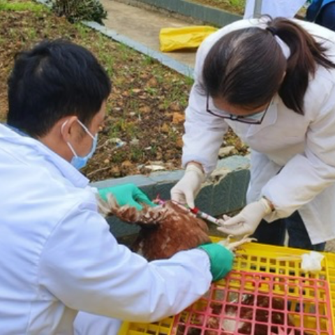 汝城县开展高致病性禽流感、非洲猪瘟专项监测工作