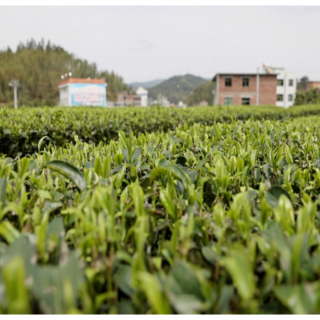 桂东：春茶飘香采摘忙