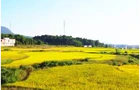 视频 | 稻谷飘香 湖南桂阳晚稻丰收入画来