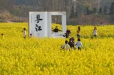 资兴蓼江：油菜花开迎客来