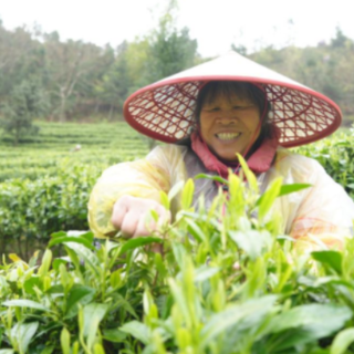 宜章县关溪乡：高山云雾绕茶山  茶旅融合促振兴