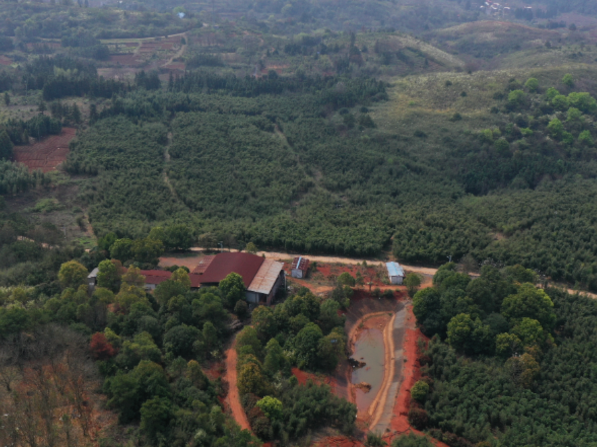 桂阳：春笋破土产业兴 特色种植赋能乡村振兴