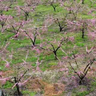 宜章县赤石乡曹田村：鹰嘴桃花漫山灿 石漠山丘绽春颜