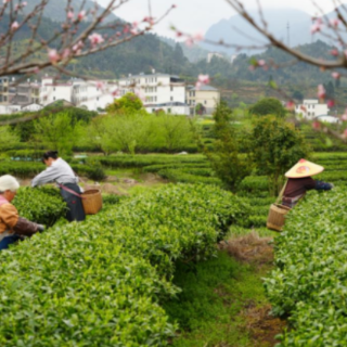 宜章莽山：明前茶抢“鲜”采摘
