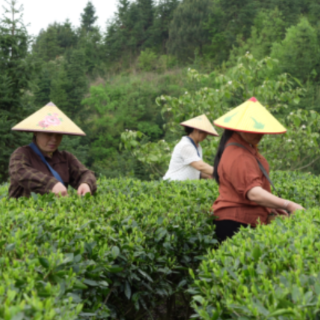 宜章县严廊村:春染茶山采摘忙 茶香四溢促增收