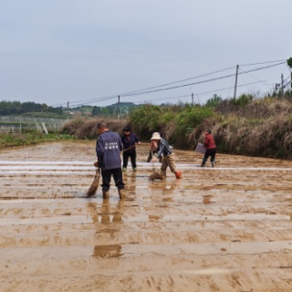 桂阳县樟市镇：早稻育秧按下“快进键” 田间地头奏响“春耕曲”