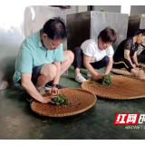 学史力行 传经送宝 衡阳市茶叶试验站举办夏秋茶制作实操培训班