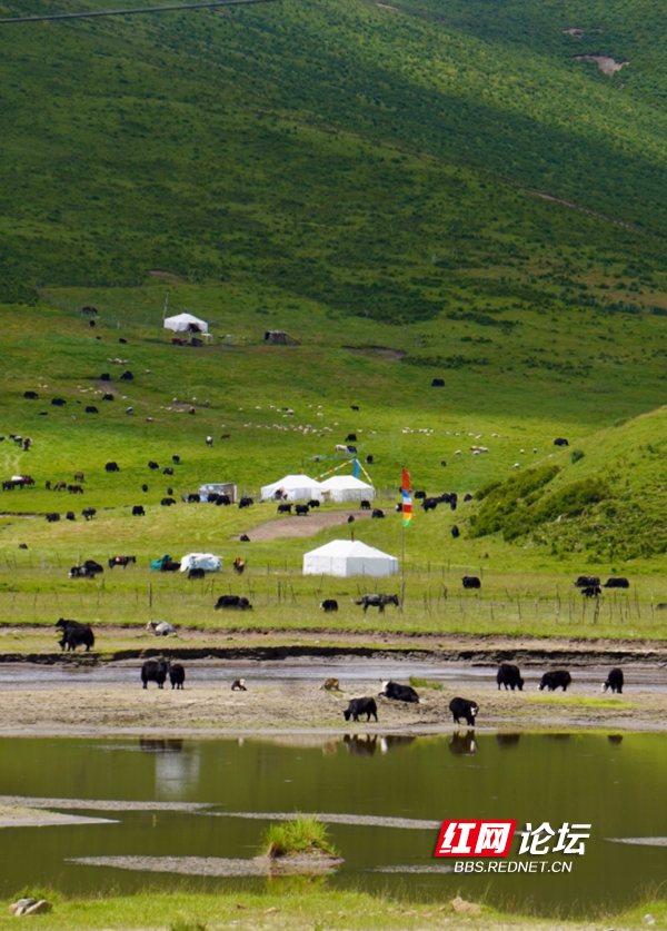 草原5.png 草原5.png