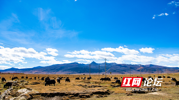 理塘5.png 理塘5.png