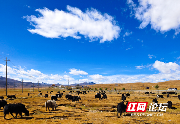 理塘4.png 理塘4.png