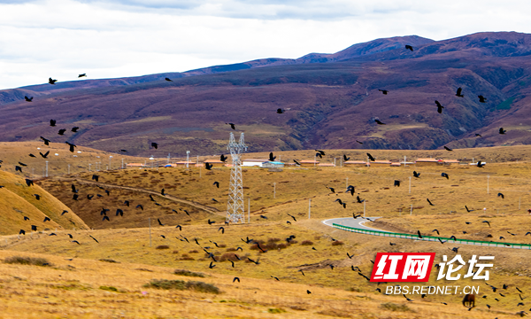 木雅7.png 木雅7.png