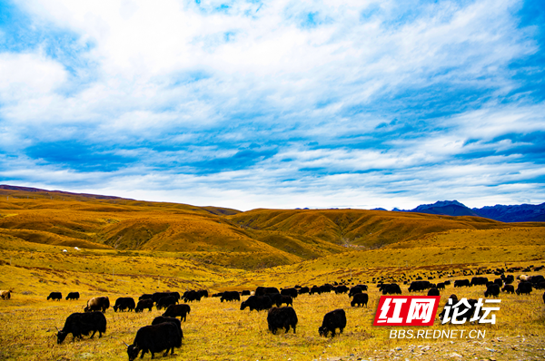 木雅5.png 木雅5.png