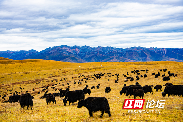 木雅6.png 木雅6.png