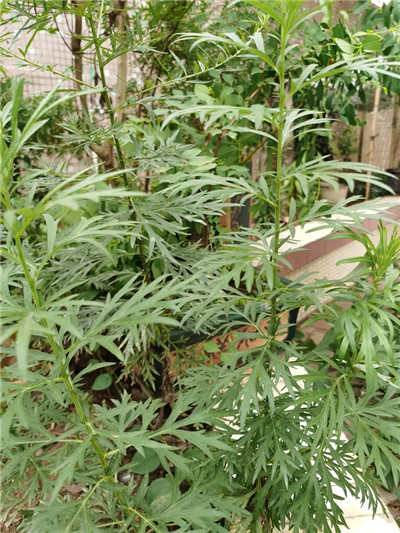 111_副本.jpg 111_副本.jpg