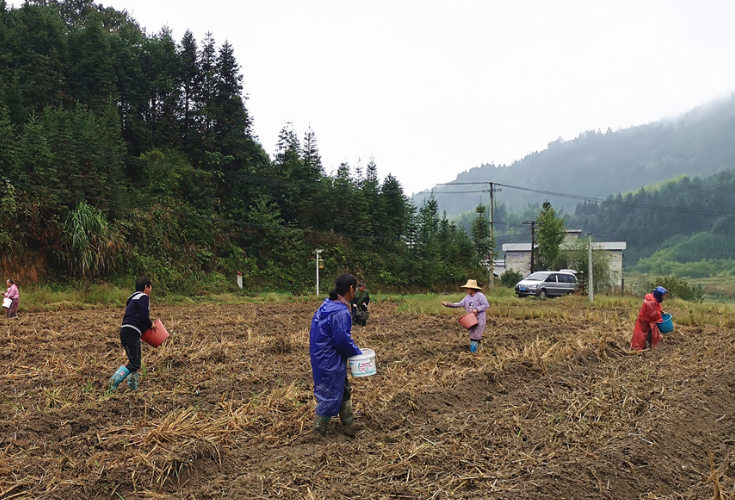永兴县七甲乡：冬种油菜忙  农民笑颜开