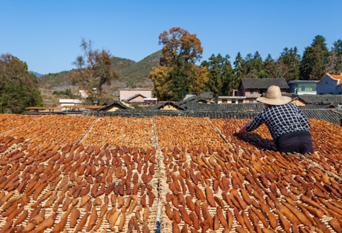 宜章县平和村满地“黄金” 流淌 村民晒薯干乐