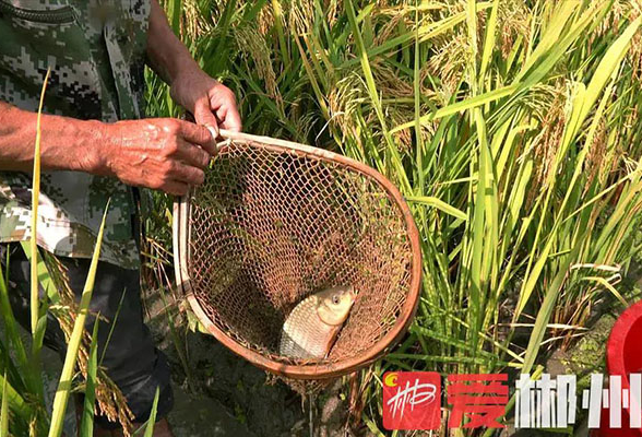 全力打造“一极六区”，聚集八大重点工作：郴州这些热门旅游乡村邀你来“打卡”！