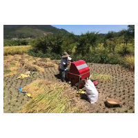 中秋节回老家割禾