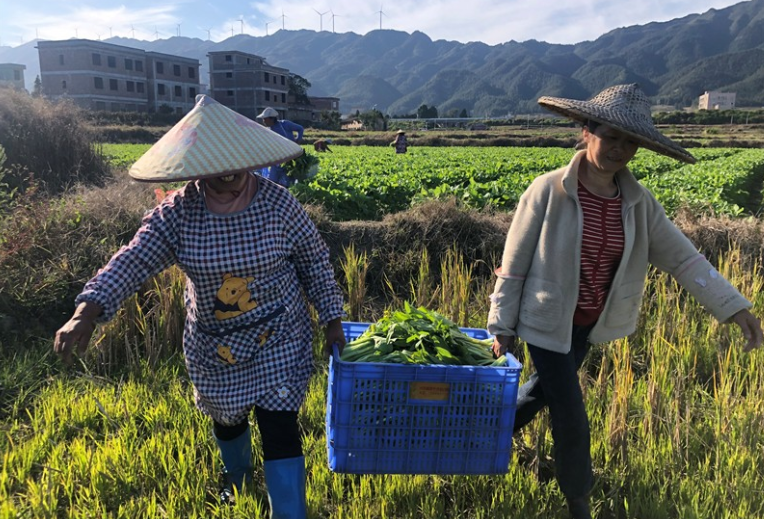 500亩白菜苔新鲜上市 带动群众增收致富