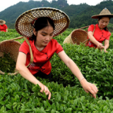 武夷岩茶开采