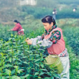 “越溪绿茶” 托起乡村振兴梦